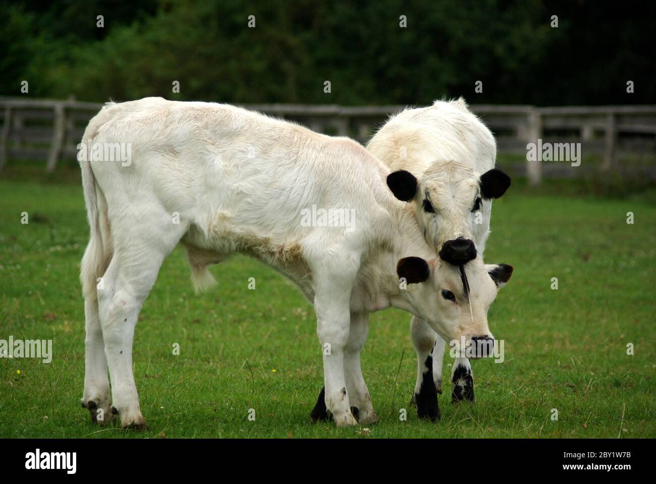 English park cattle / calves Stock Photo Alamy