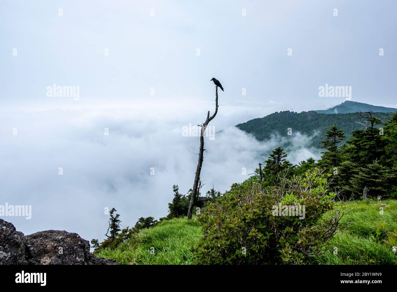 A crow on a dead tree in Mt.Jirisan National Park Stock Photo