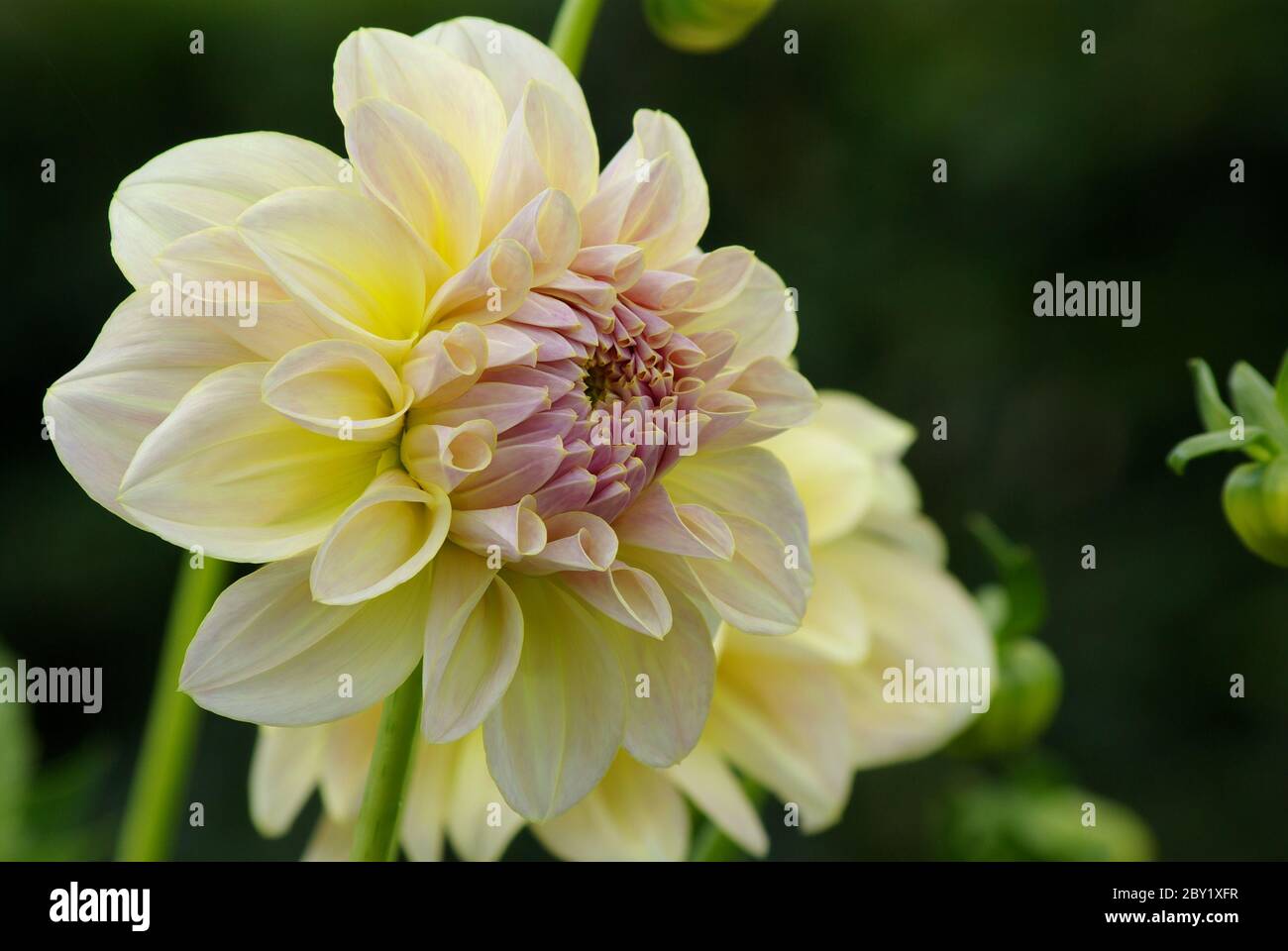 Water lily dahlia Stock Photo Alamy