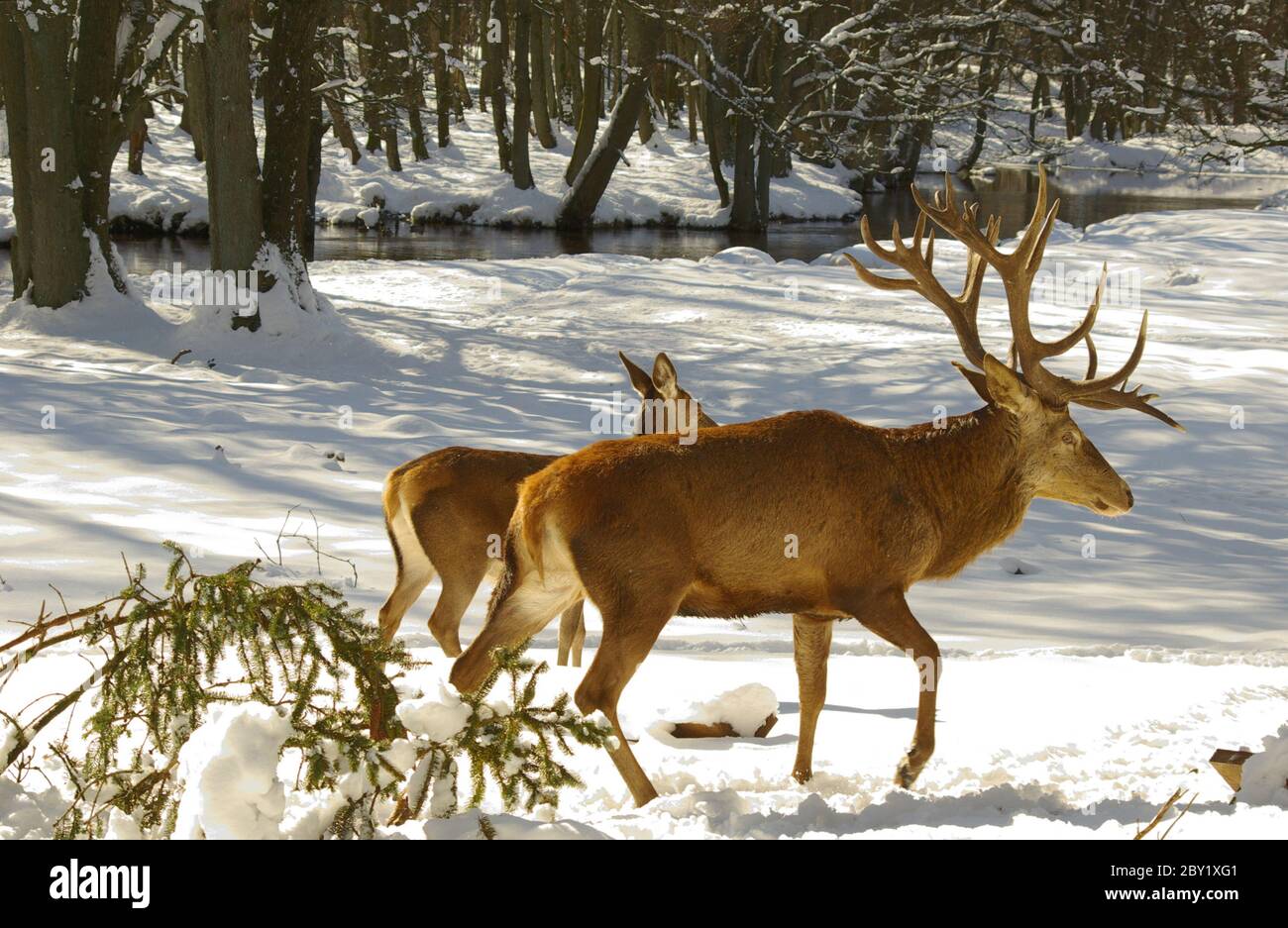 Red deer in winter Stock Photo