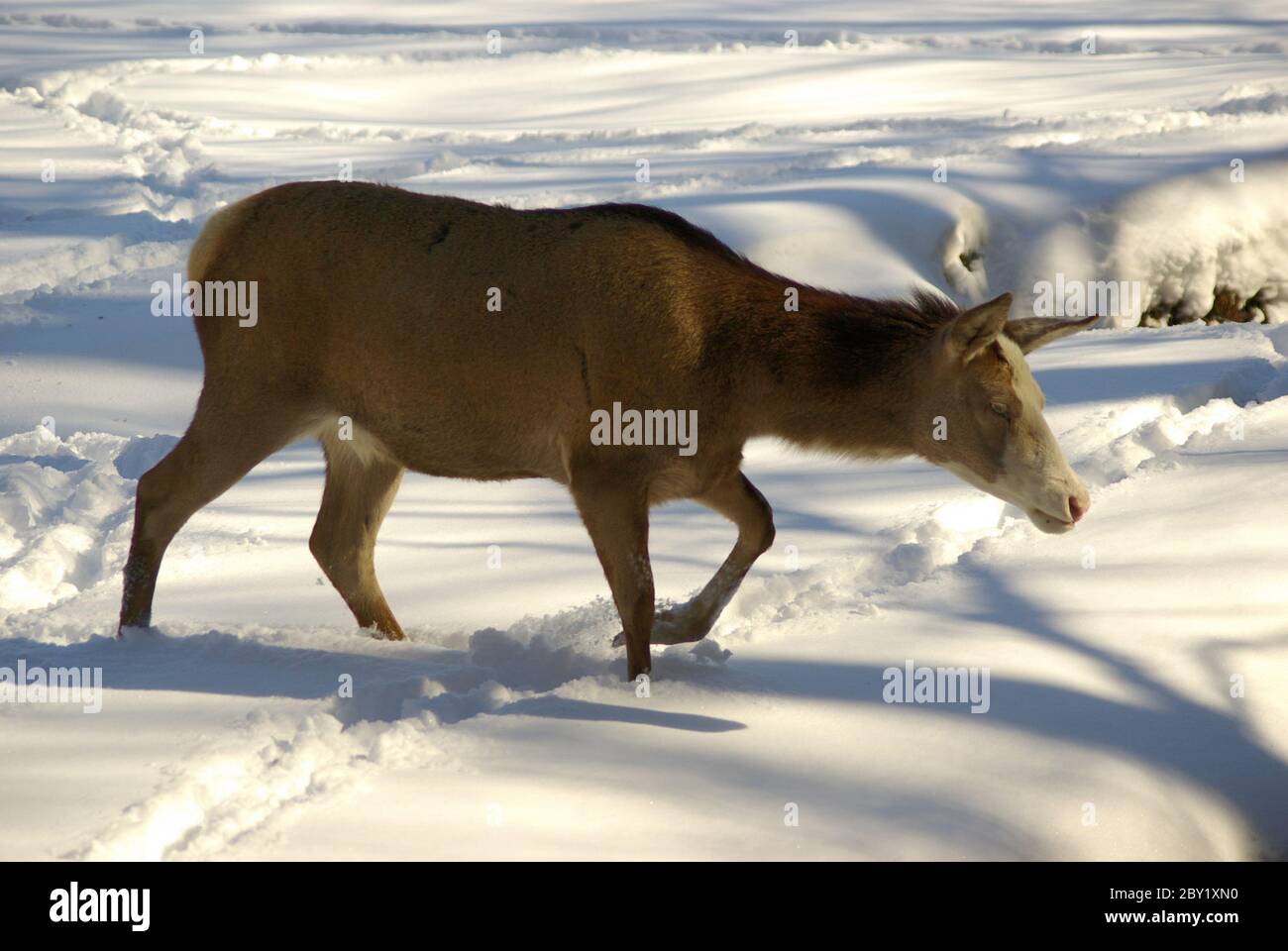 Red deer / subspecies Blesswild Stock Photo
