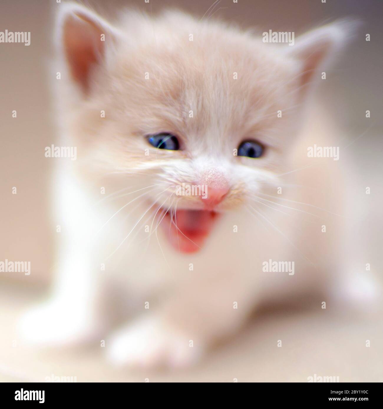 Blurred meowing beige fluffy kitten portrait, funny domestic animals. Stock Photo