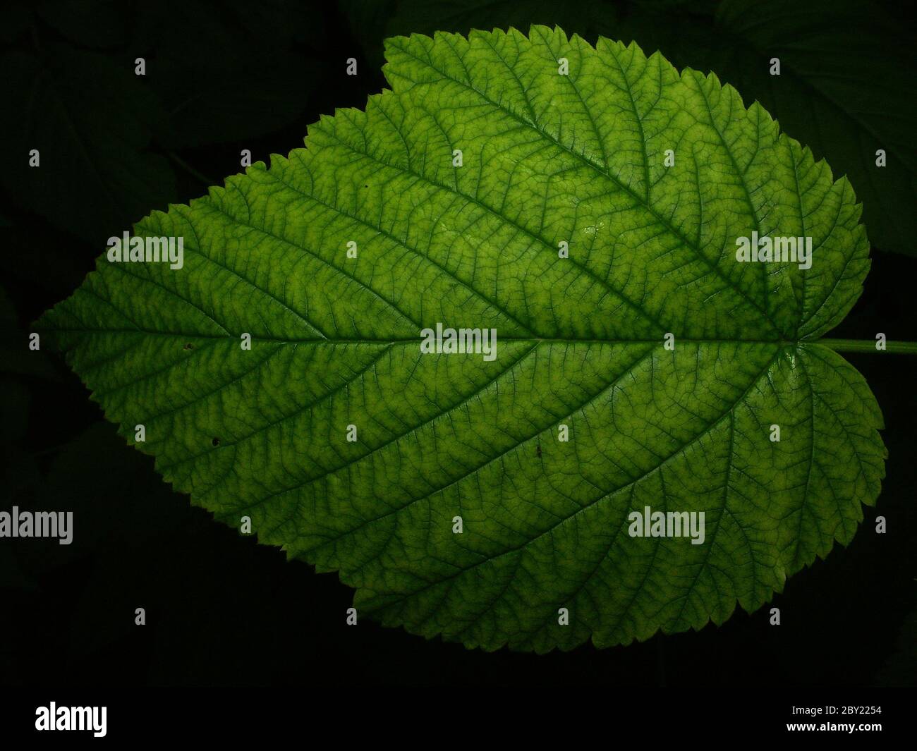 Raspberry Leaf Stock Photo