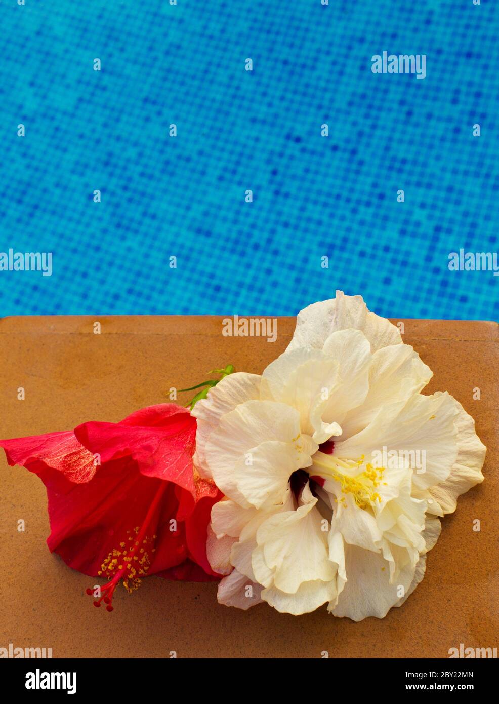hibiscus flower in by the pool with Stock Photo Alamy