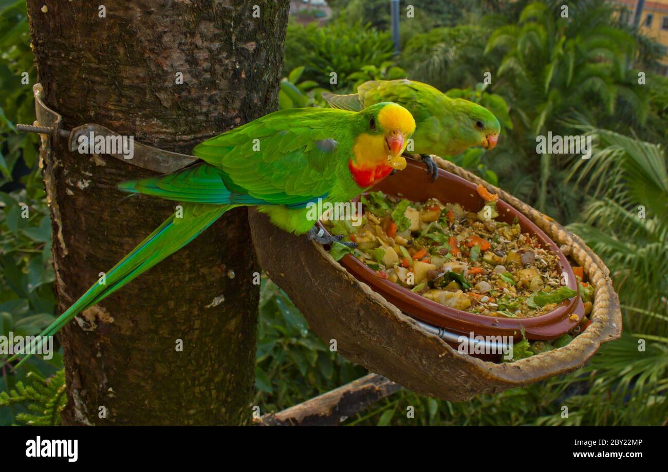 Lori parrot hi-res stock photography and images - Alamy