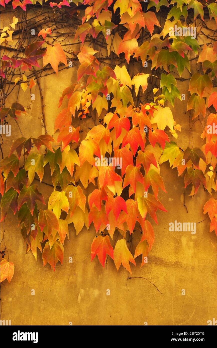 Autumn leaves on walls Stock Photo