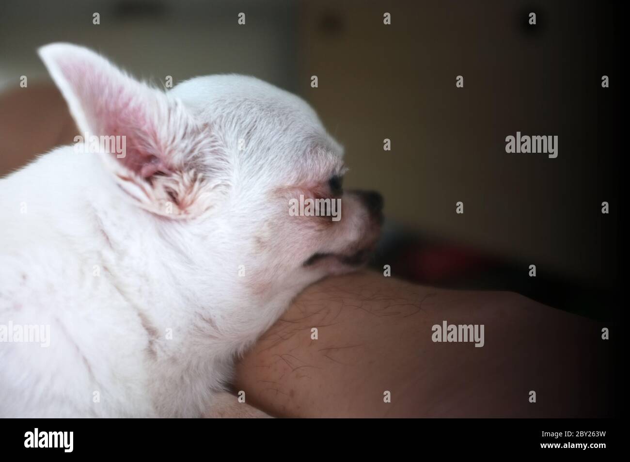Chihua-hua is resting for man owner petting his pet, Close up. Concept Dog lover Stock Photo