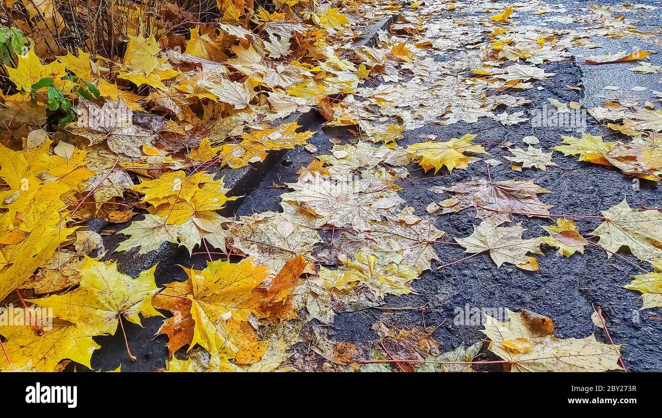 Fallen leaves on asphalt sidewalk in the city.Autumn in the Park. Wet yellow leaves on the road. Autumn background.Maple autumn leaf on the asphalt. Stock Photo