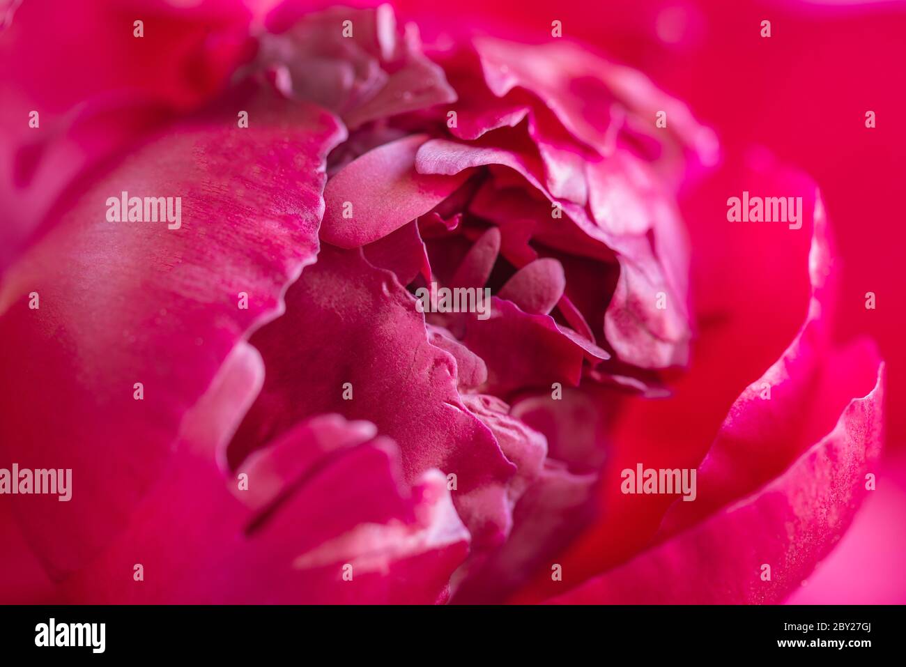 Macro photo red peony plant. Stock photo blooming red peony flower. Stock Photo