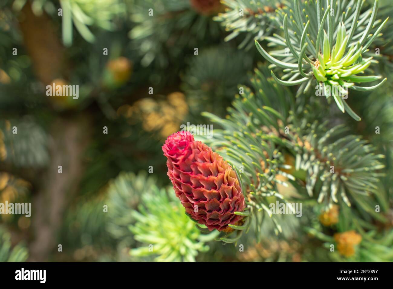 young red cones on green pine branches. spring background Stock Photo