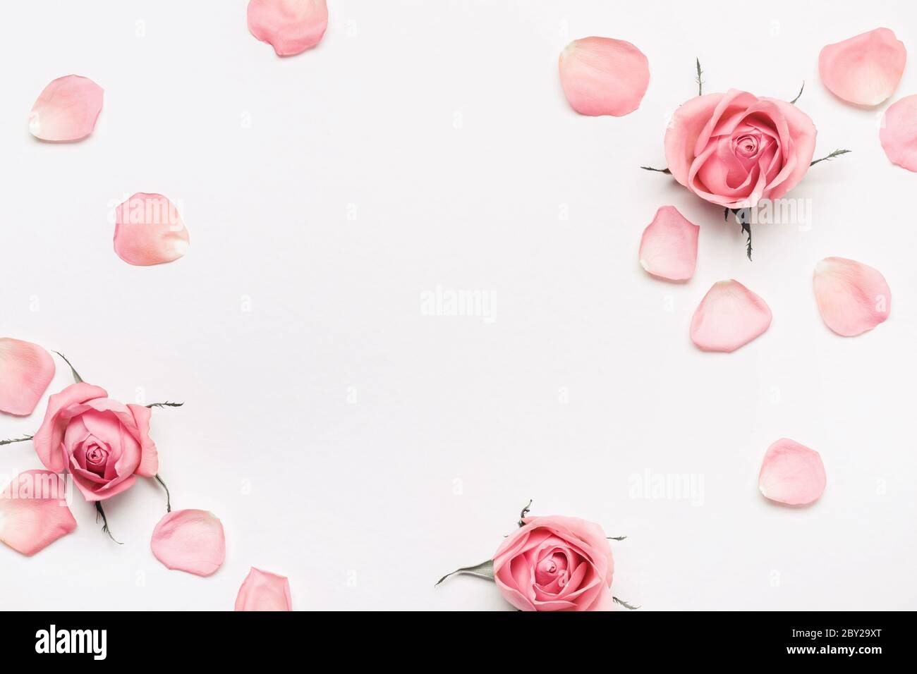Pastel Pink Roses Frame On White Background Beautiful Flower Arrangement For Your Design Stock Photo Alamy
