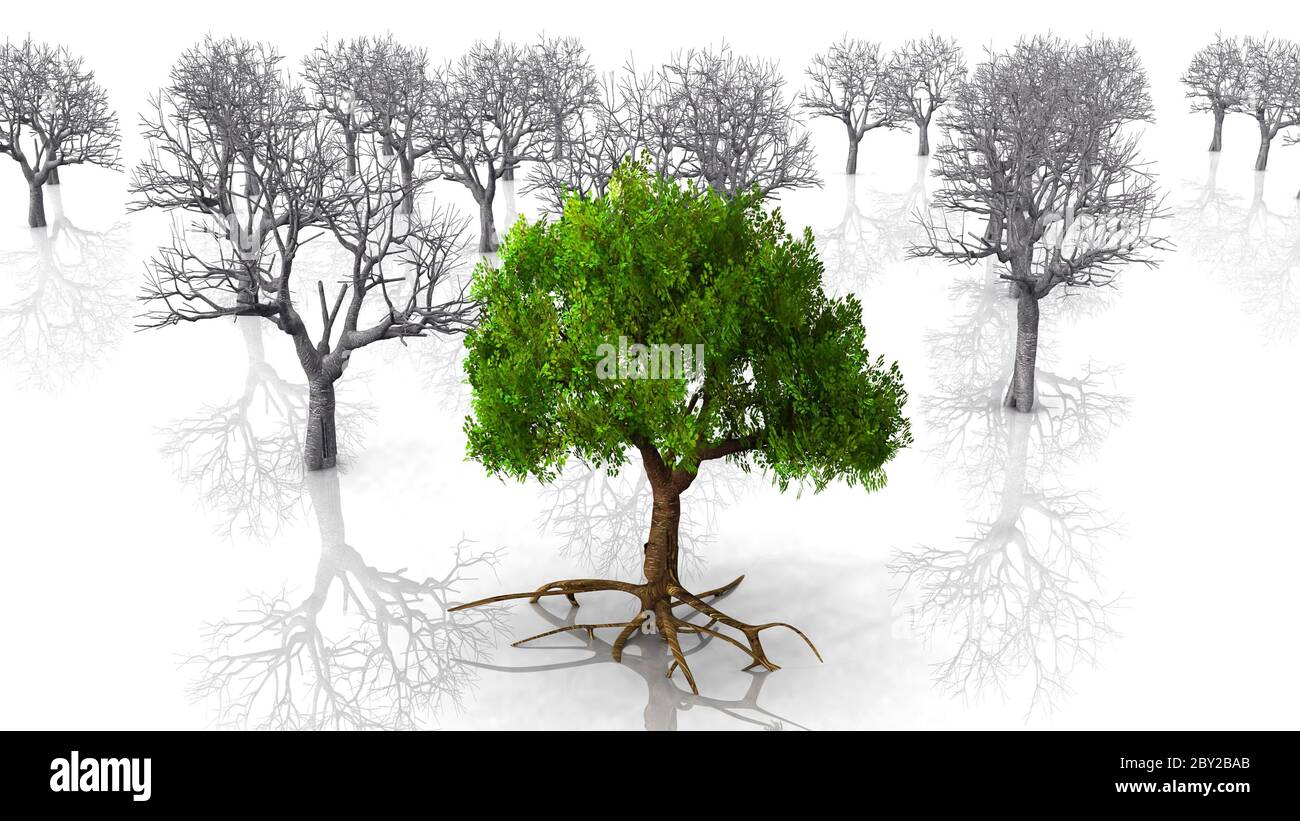 live and dead trees Stock Photo - Alamy