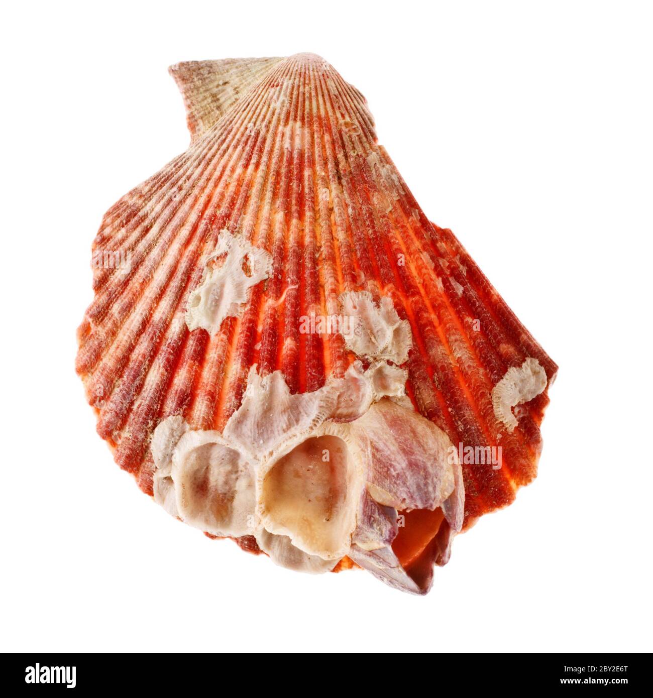 Seashell shapes hi res stock photography and images Alamy Seashell shapes hi res stock photography and images Alamy