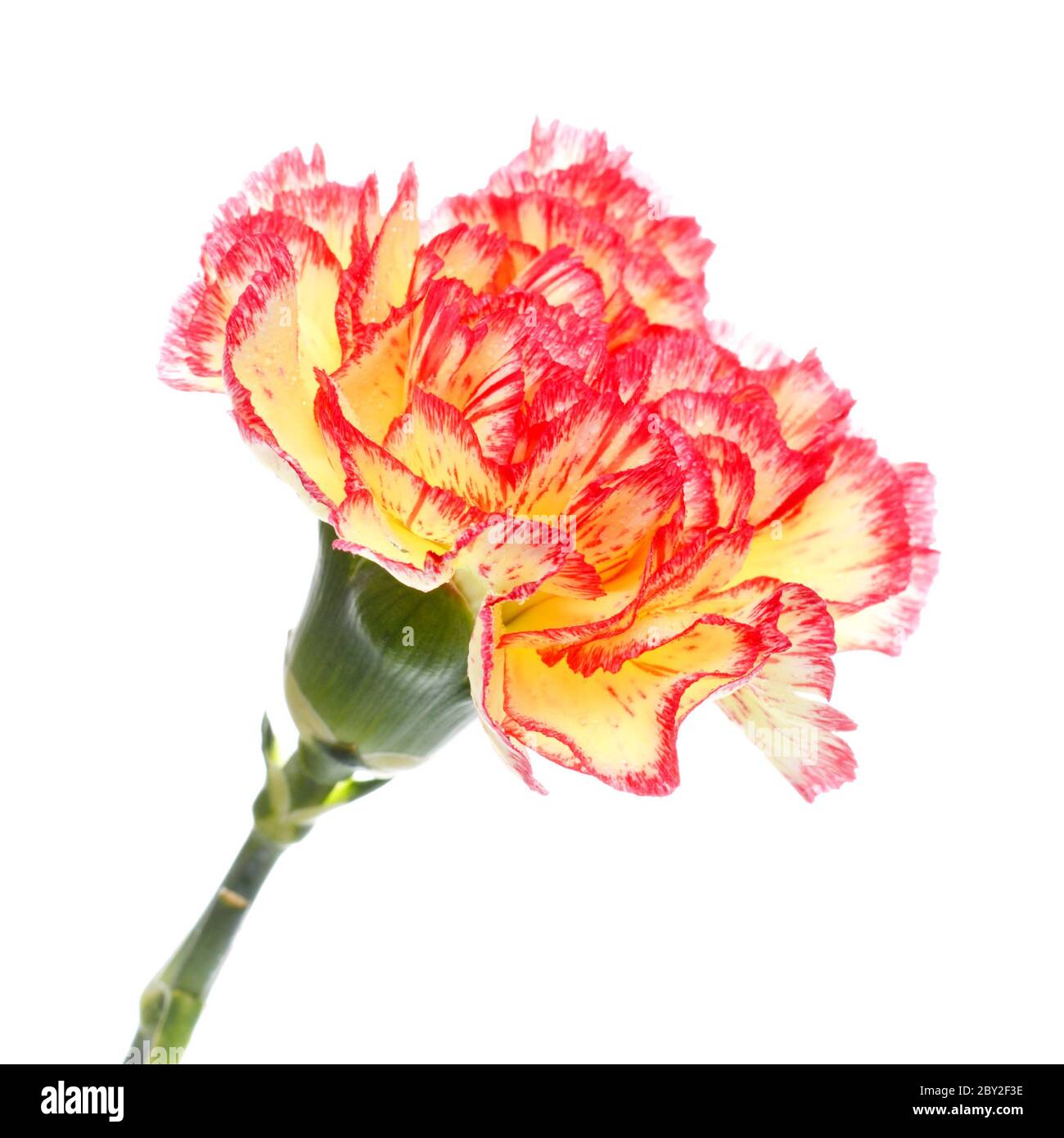 Диантус оранжевый. Диантус желтый. Диантус цветы желтые. Диантус цветы желтые. Гвоздика шабо желтая.