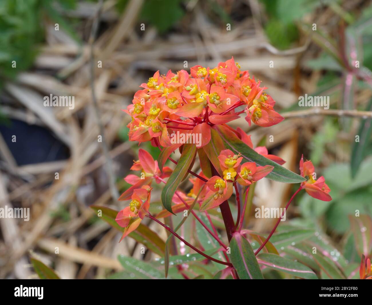 Euphorbia griffithii ‘Fireglow’ Stock Photo