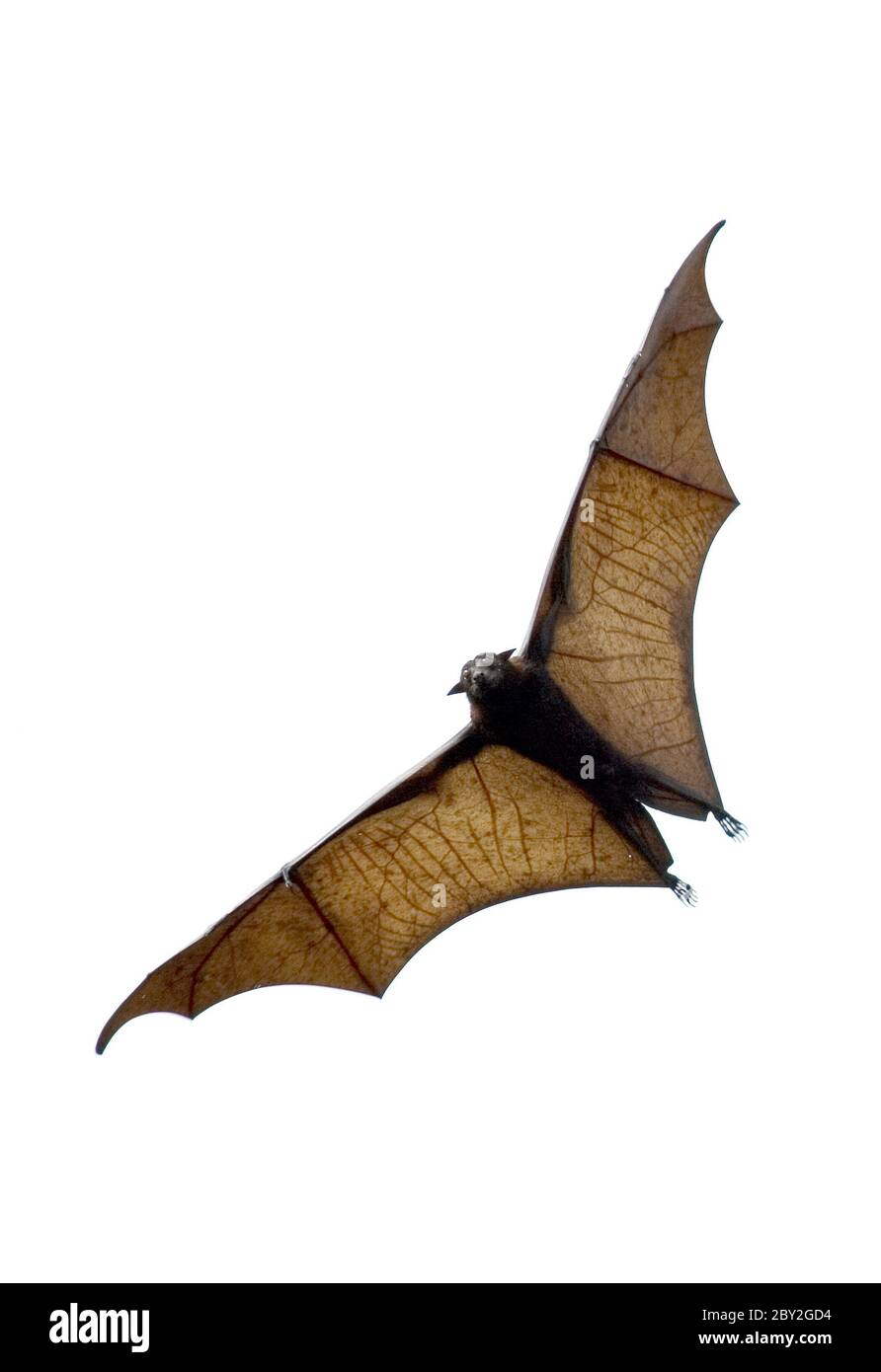 flying fox - huge bat Stock Photo