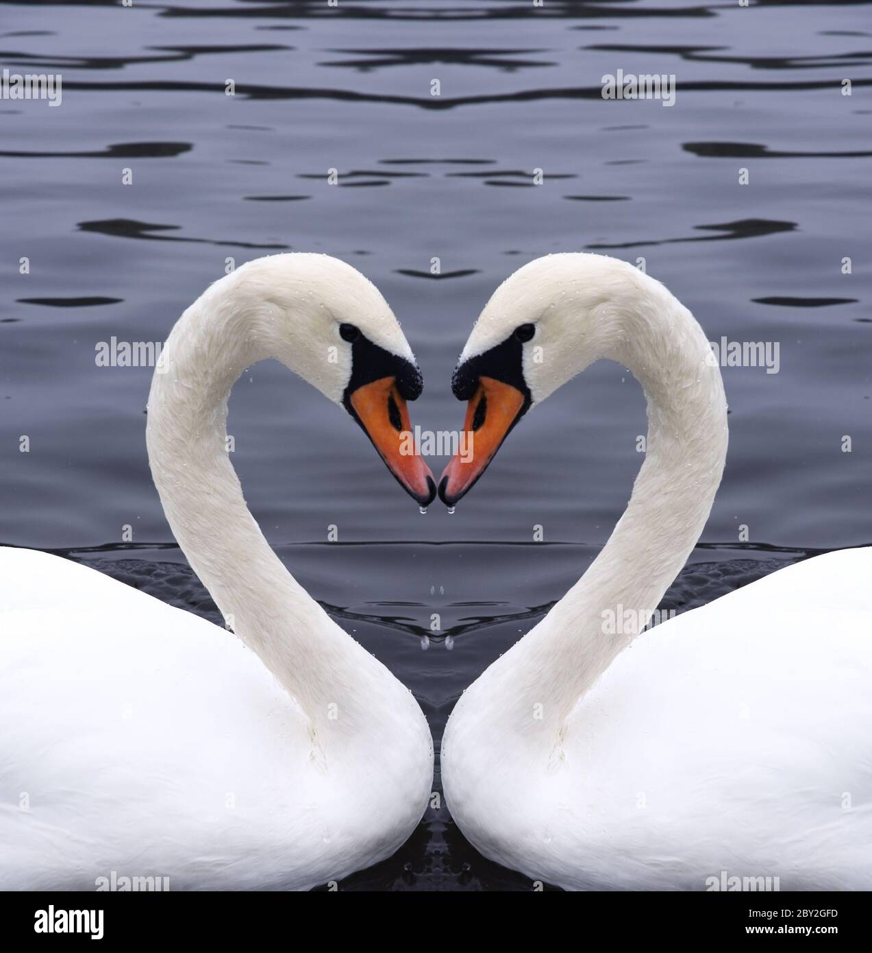 Верность в паре. Лебедь. Лебеди сердце. Красивые лебеди. Любовь и лебеди.