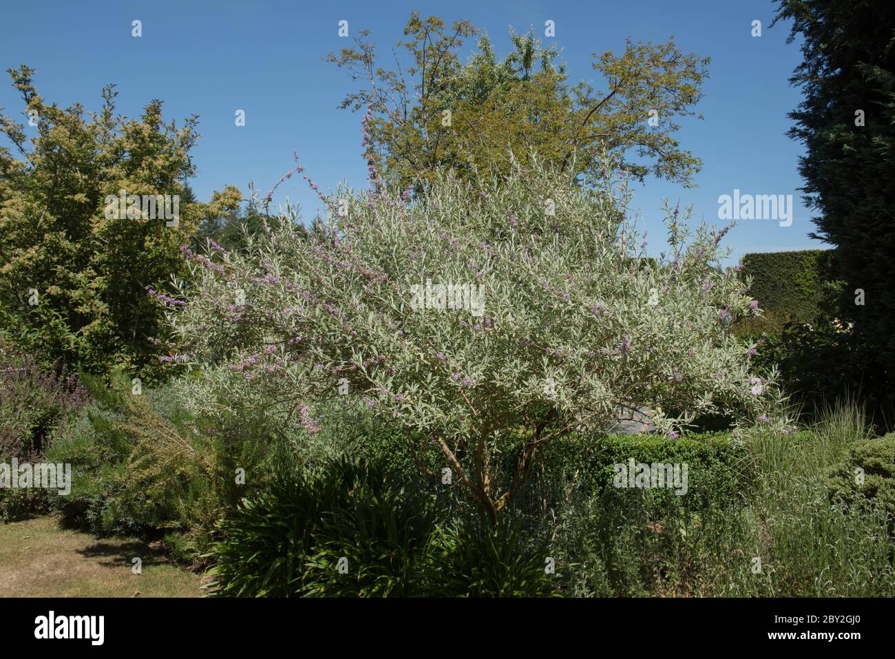 Summer Flowering Alternate Leaved  or Fountain Butterfly Bush (Buddleja alternifolia 'Argentea') Growing in a Country Cottage Garden in Rural Devon Stock Photo