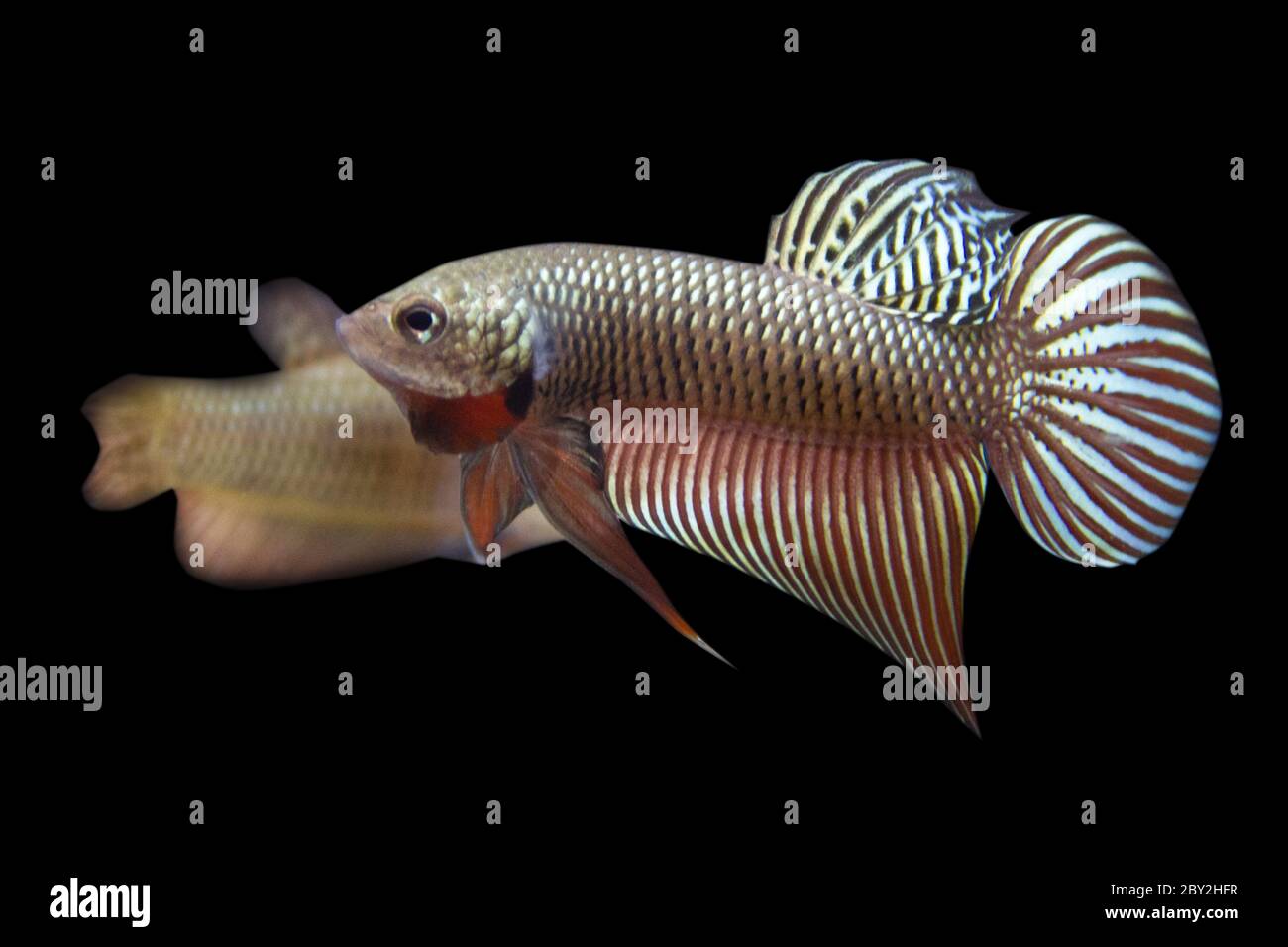 Betta Wild Smaragdina Copper Male or Plakat Fighting Fish Splendens  on Black Background. Stock Photo