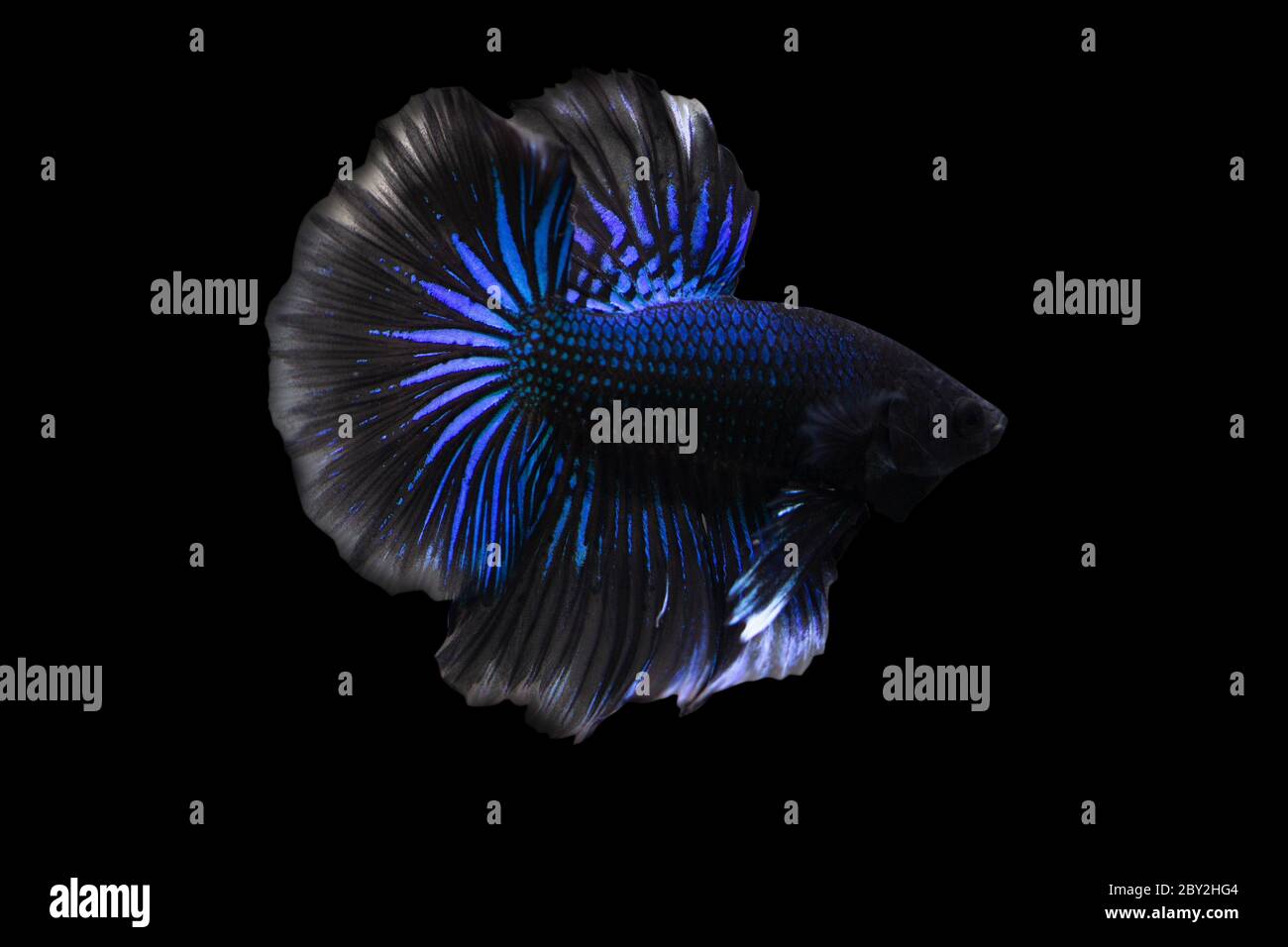 Betta Blue Black Halfmoon  HM Male or Plakat Fighting Fish Splendens  on Black Background. Stock Photo