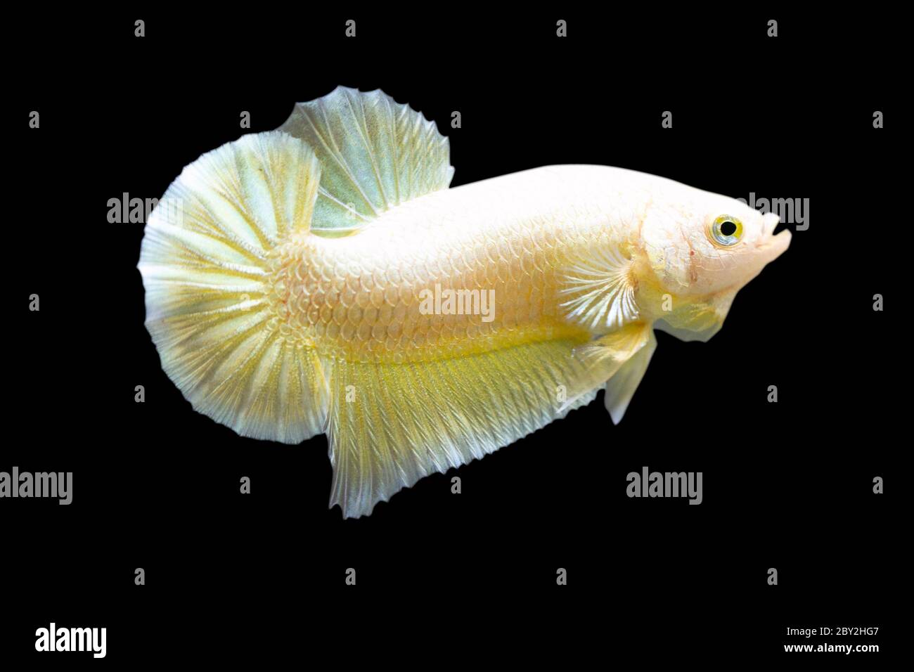 Betta Super Gold Halfmoon Plakat  HMPK Male or Plakat Fighting Fish Splendens  on Black Background Stock Photo