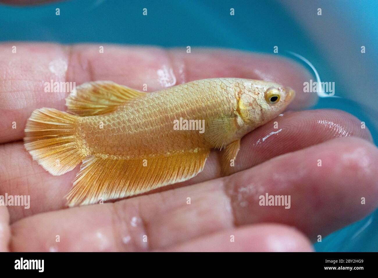 Betta Super Gold Halfmoon Plakat  HMPK Male or Plakat Fighting Fish Splendens in Hand. Stock Photo