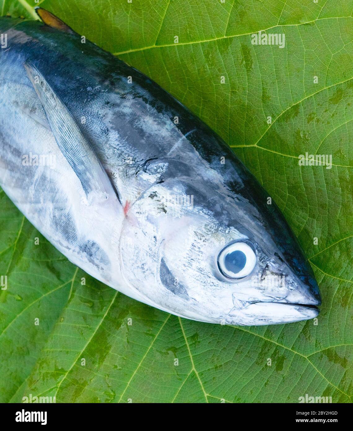 head of tuna fish Stock Photo Alamy