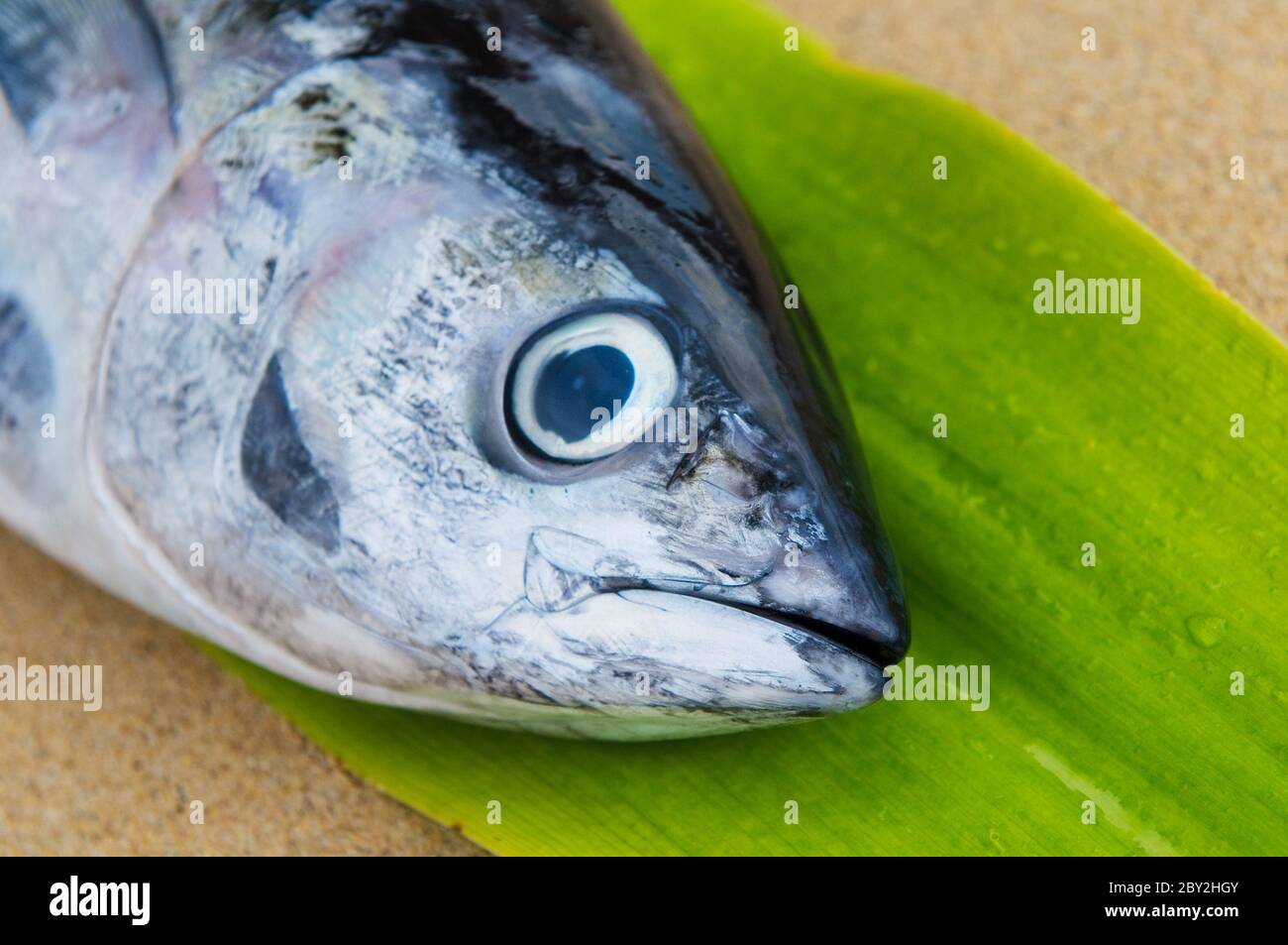 head of tuna fish Stock Photo Alamy