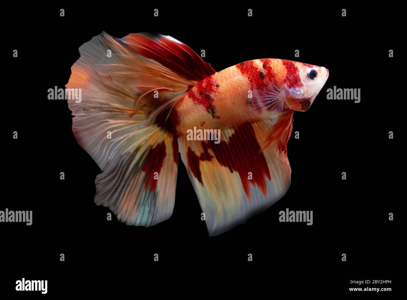 Betta Koi Nemo Halfmoon HM Male or Plakat Fighting Fish Splendens  on Black Background Stock Photo