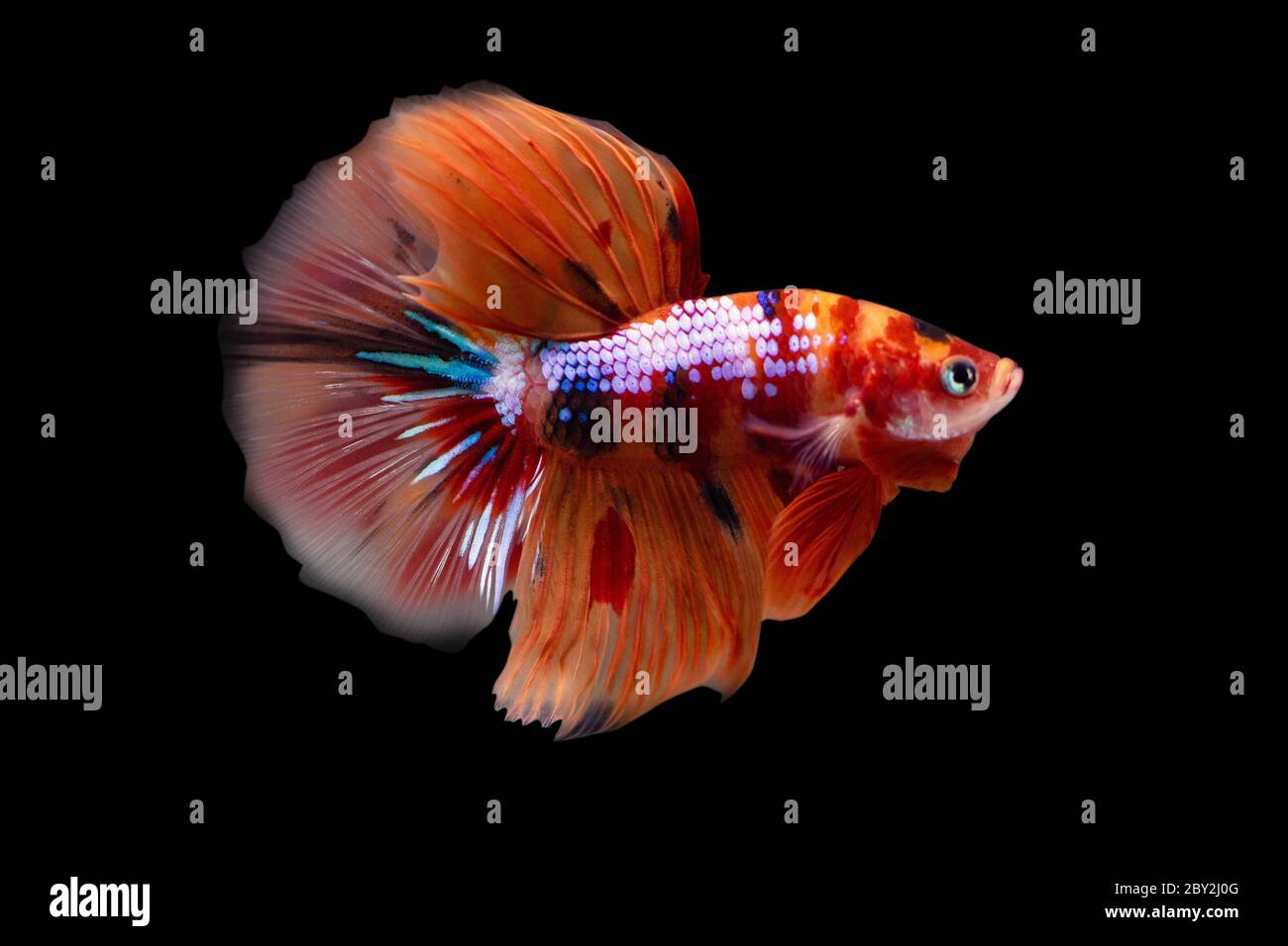 Betta Koi Nemo Candy Halfmoon HM Male or Plakat Fighting Fish Splendens  on Black Background Stock Photo