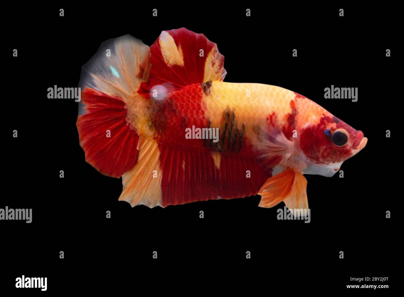 Betta Koi Nemo Halfmoon Plakat HMPK Male or Plakat Fighting Fish Splendens  on Black Background Stock Photo