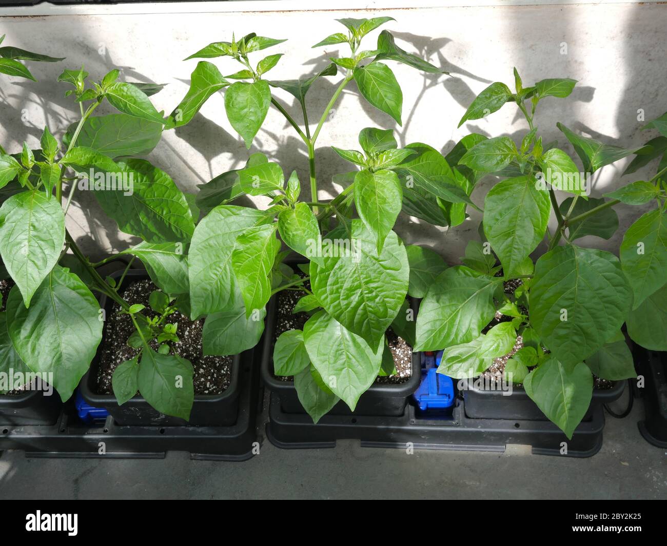 Chilli plants hi-res stock photography and images - Alamy