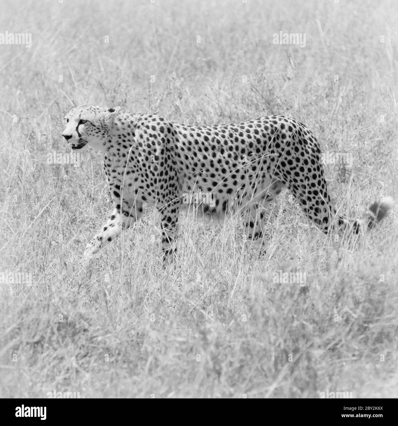 Masai mara kenya cheetah Black and White Stock Photos & Images - Alamy