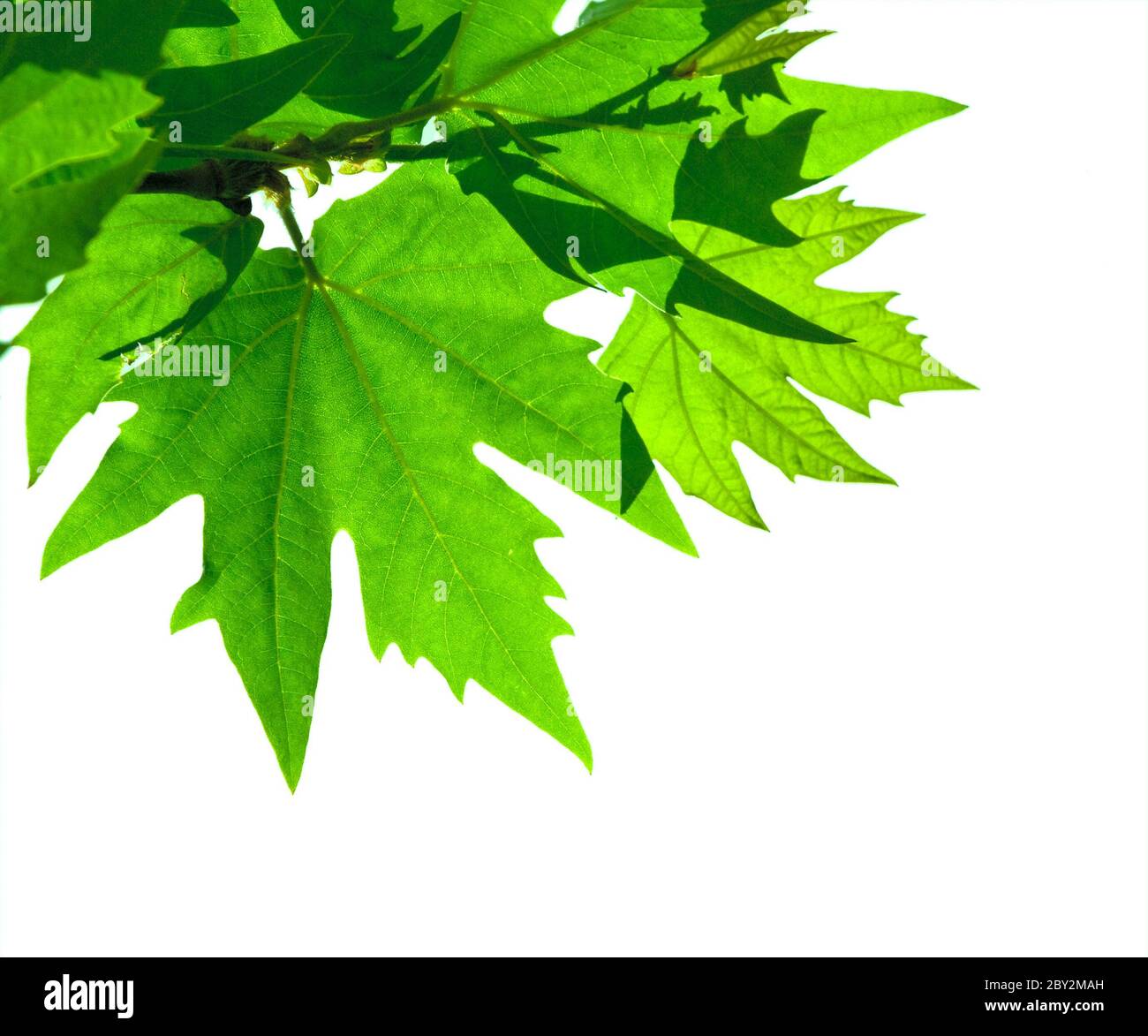 Leaves branches maple tree over hi-res stock photography and images - Alamy