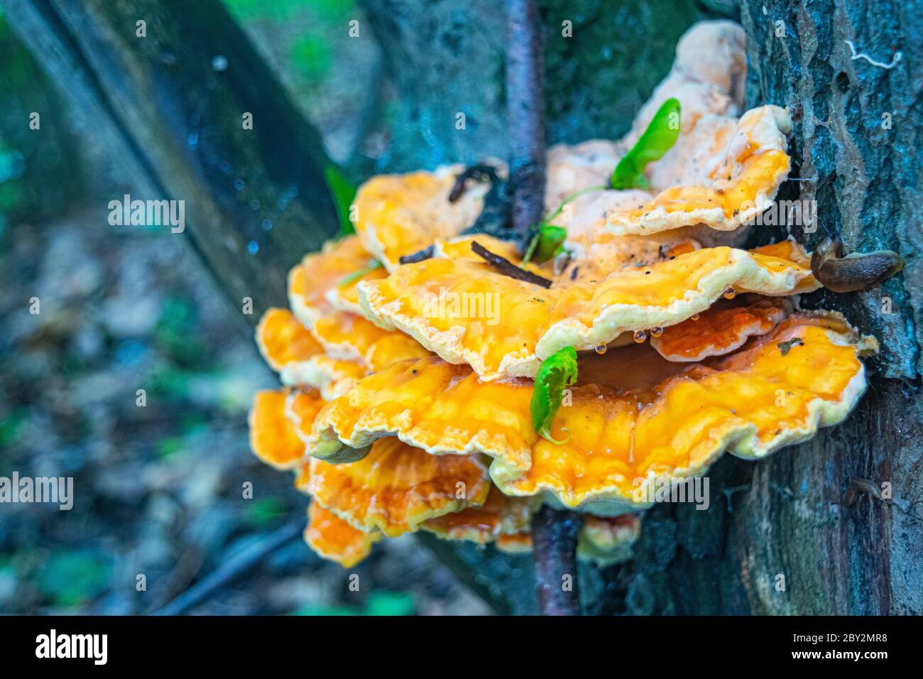 Yellow tree fungus hires stock photography and images Alamy