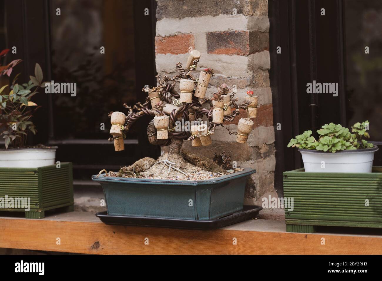Bottle tree indoor plant hi-res stock photography and images - Alamy