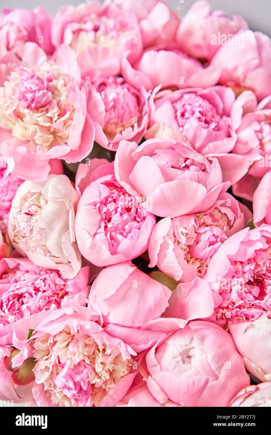 Peonies Photos Download The BEST Free Peonies Stock Photos  HD Images