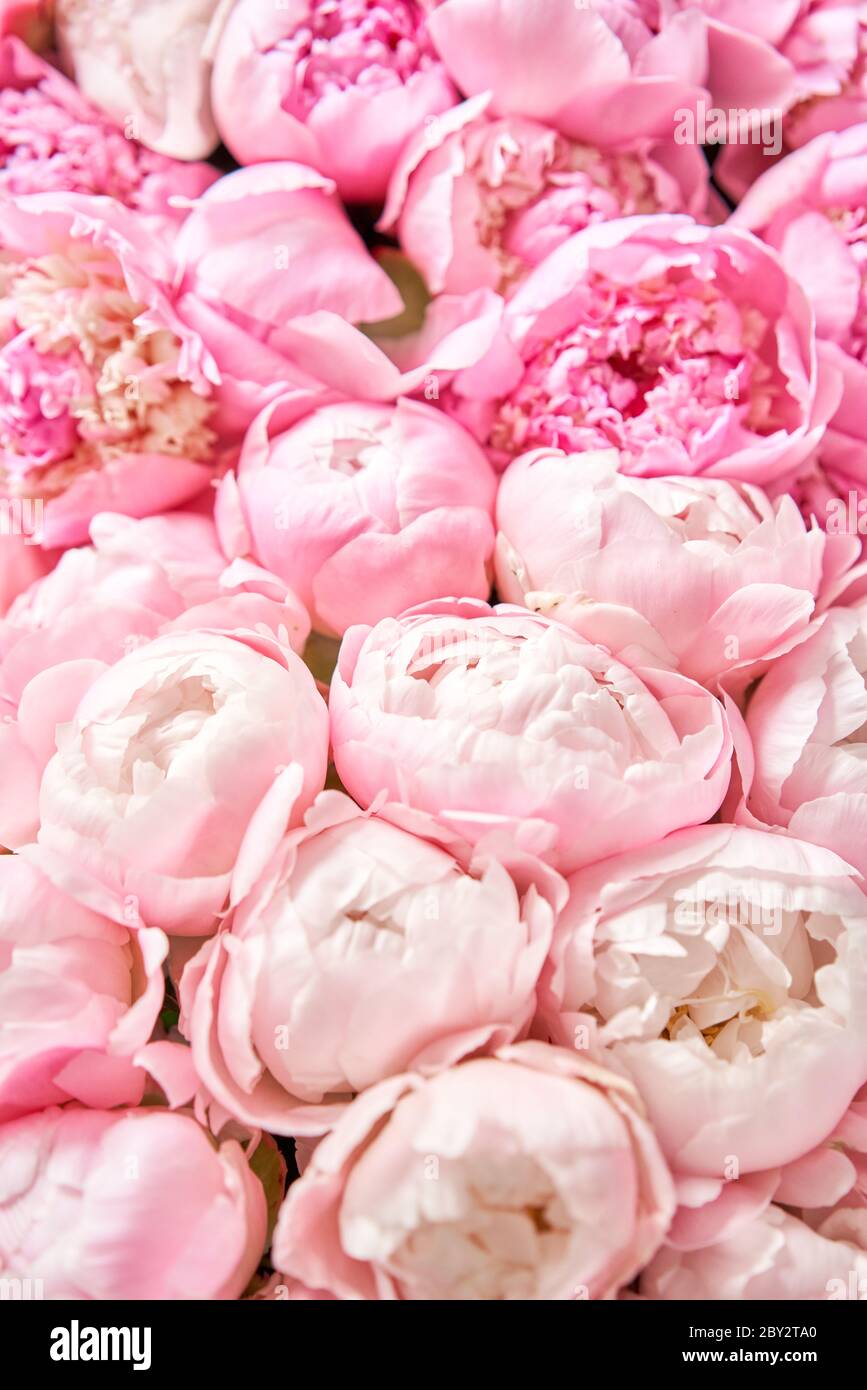 Floral carpet or Wallpaper. Beautiful Pink peony flower for catalog or  online store. Floral shop concept . Beautiful fresh cut bouquet. Flowers  Stock Photo - Alamy
