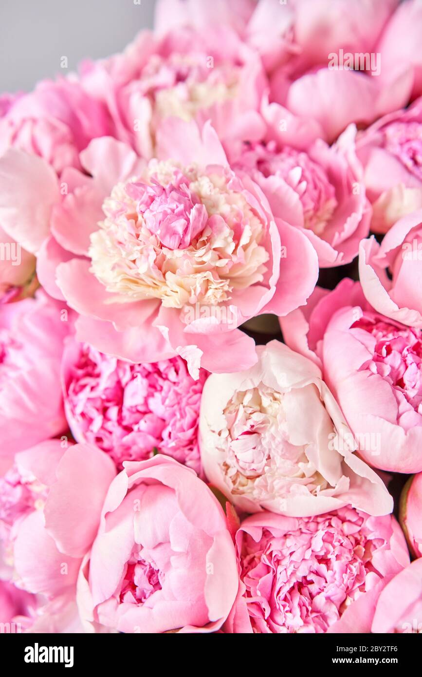 500 Peony Pictures HD  Download Free Images  Stock Photos on Unsplash
