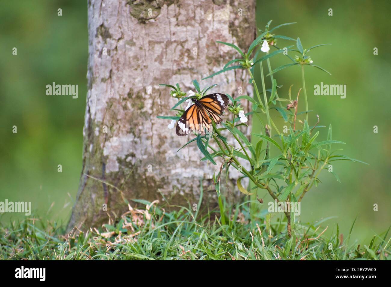 The monarch butterfly or simply monarch is a milkweed butterfly in the family Nymphalidae. Stock Photo