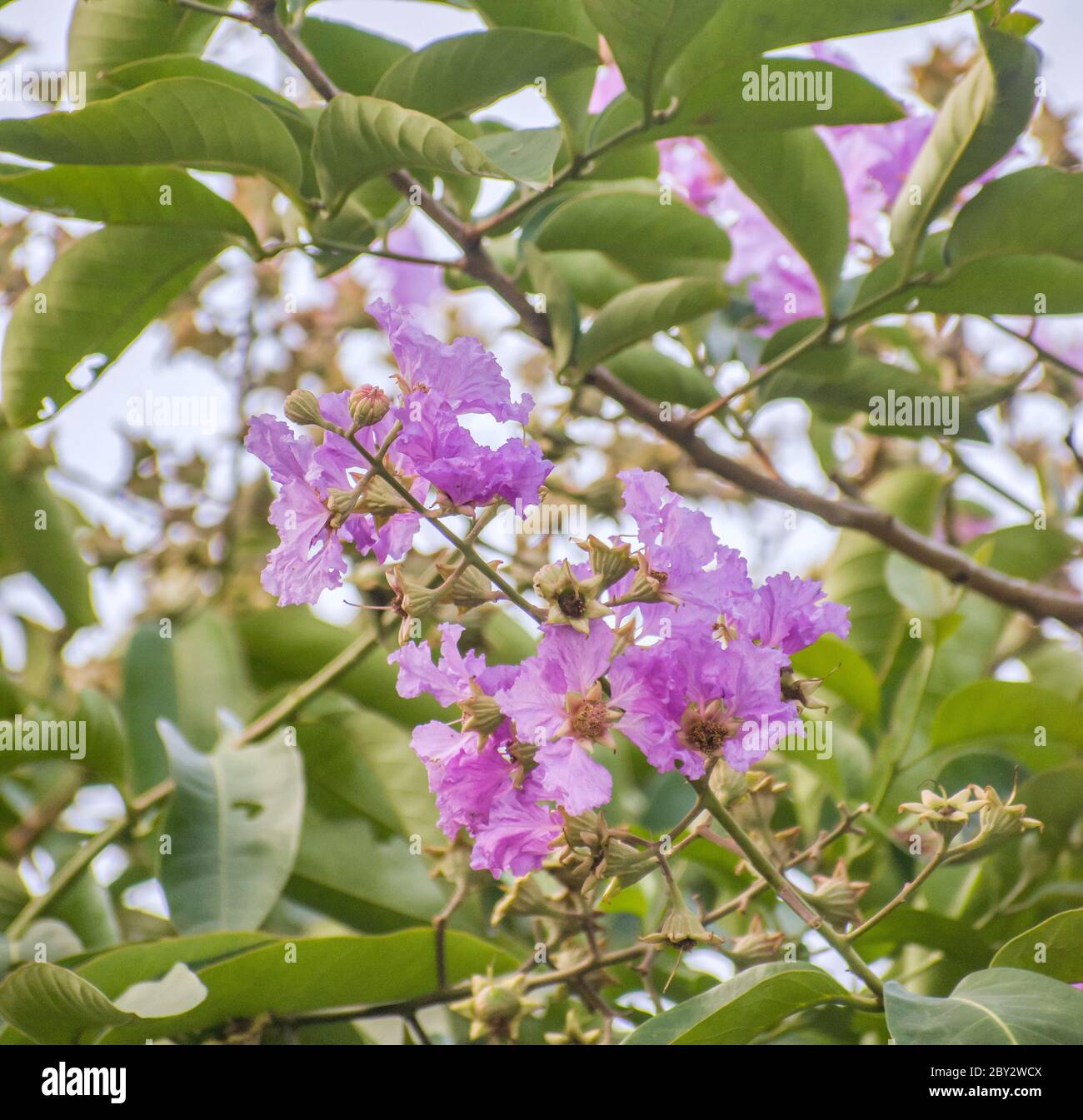 Lagerstroemia floribunda, also known as Thai crape myrtle and kedah bungor, is a species of flowering plant in the family Lythraceae. It is native of Stock Photo