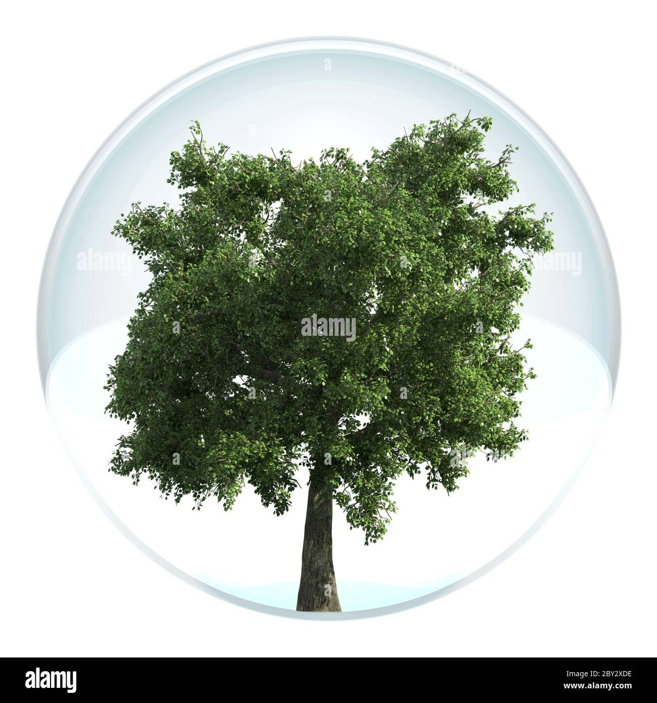 tree in a bubble Stock Photo Alamy