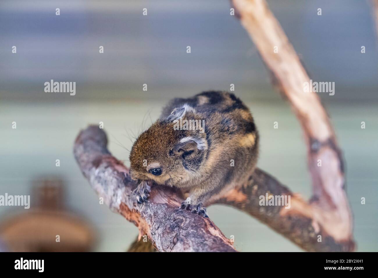 A striped rodents marmots chipmunks squirrel spotted on a tree trunk on