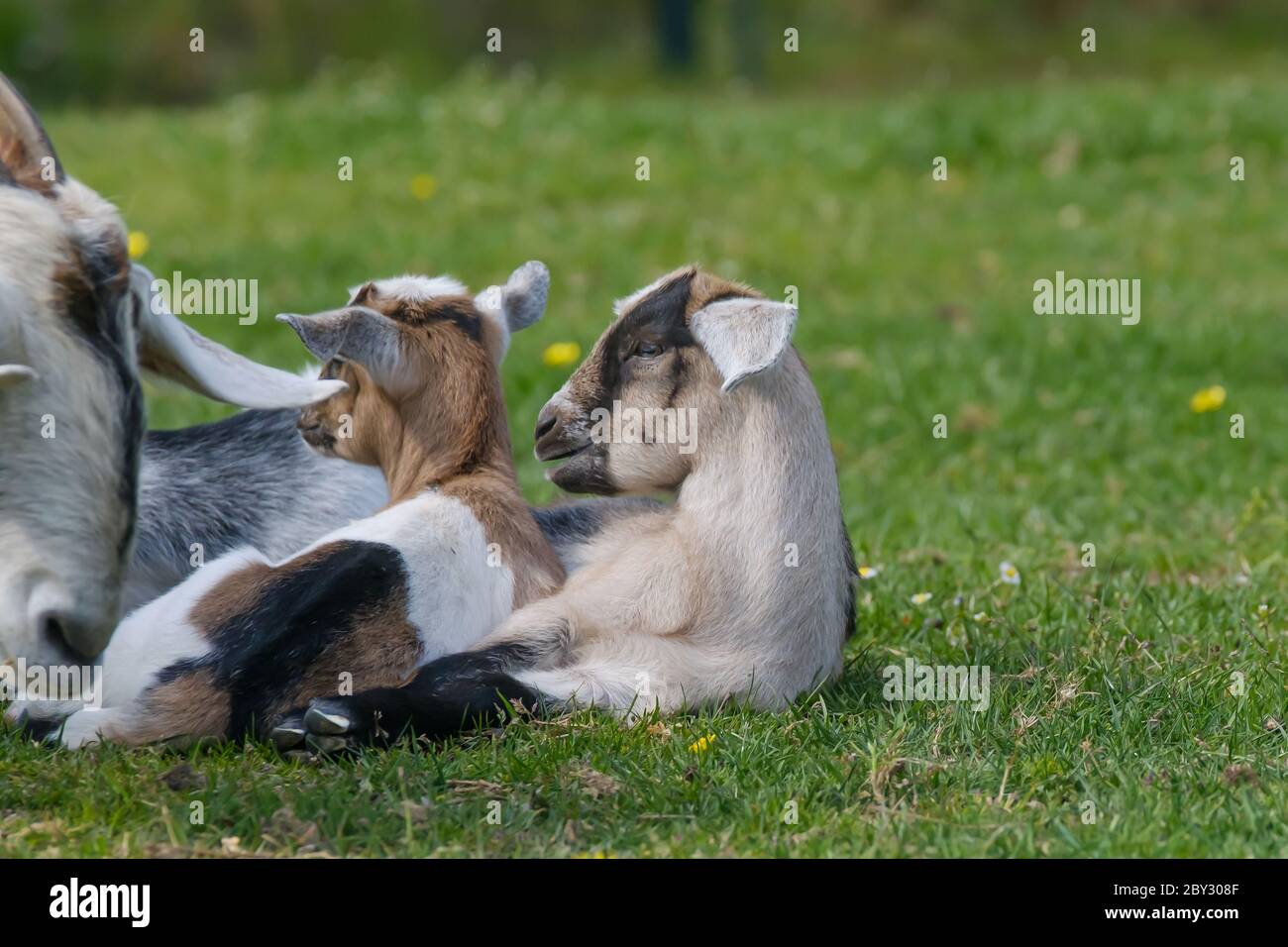 Couple sheep goat grazing hi-res stock photography and images - Alamy
