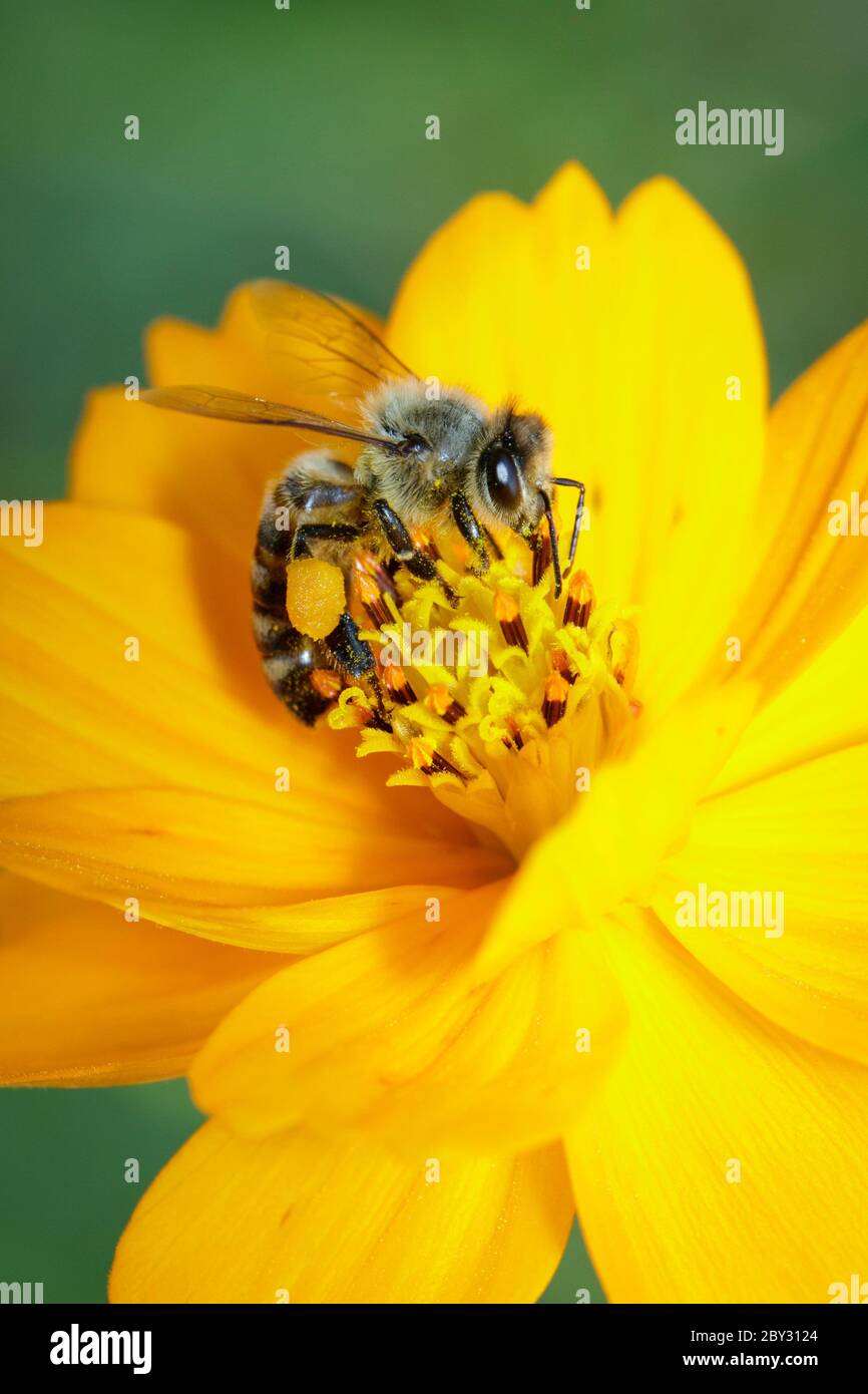 Image of bee or honeybee on yellow flower collects nectar. Golden honeybee on flower pollen. Insect. Animal Stock Photo