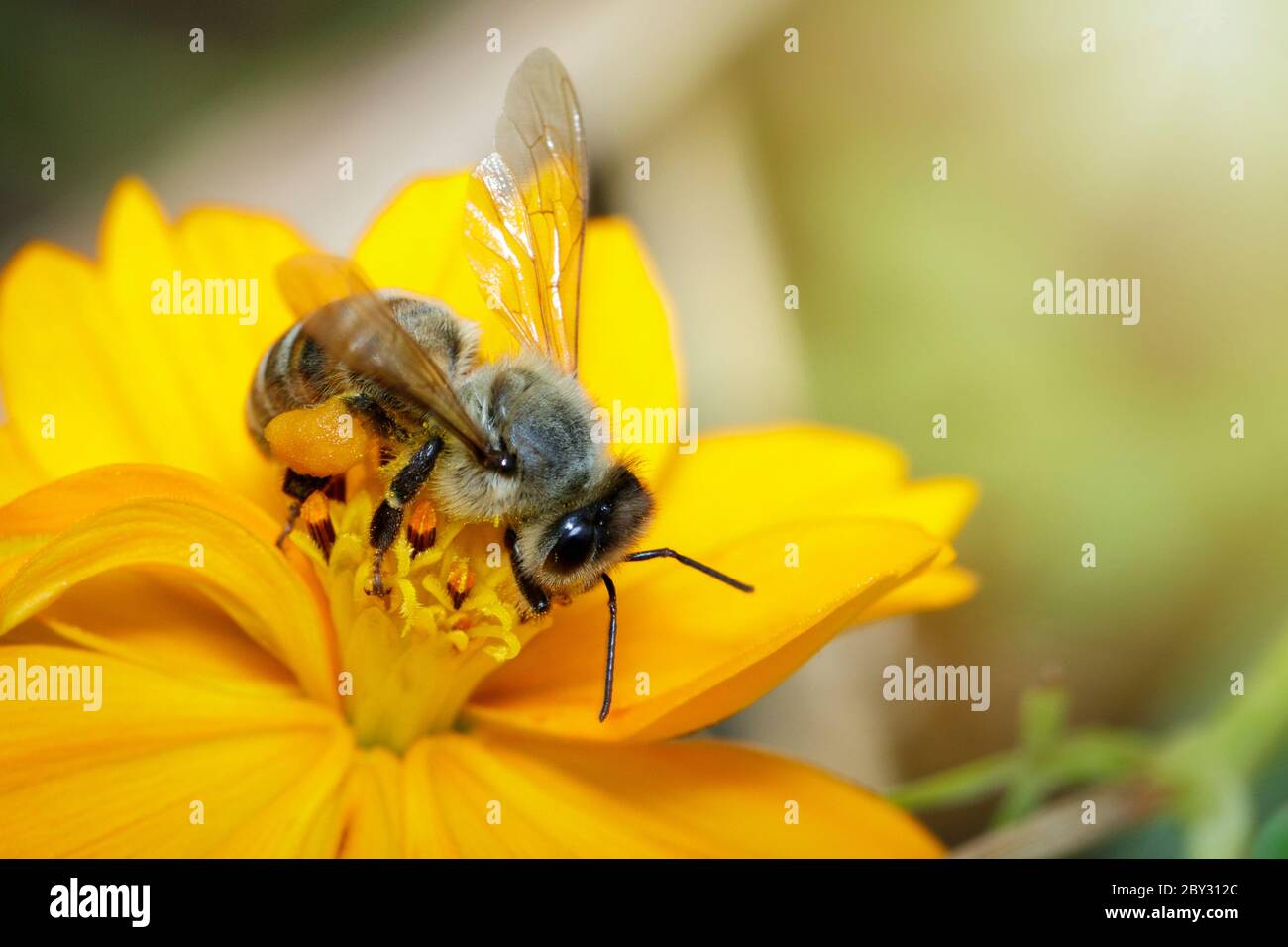 Image of bee or honeybee on yellow flower collects nectar. Golden honeybee on flower pollen. Insect. Animal Stock Photo