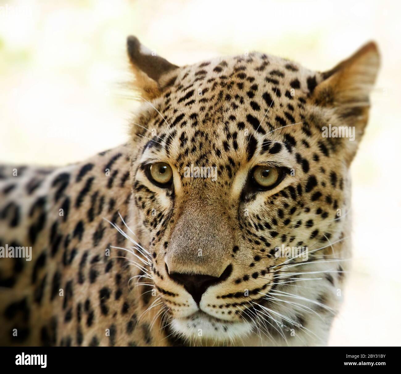 Closeup of Leopard looks forward Stock Photo - Alamy