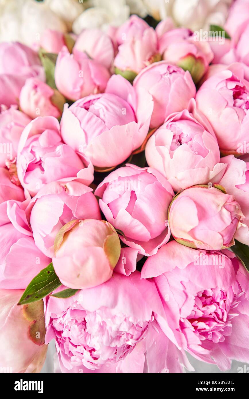 pink peony flower wallpaper