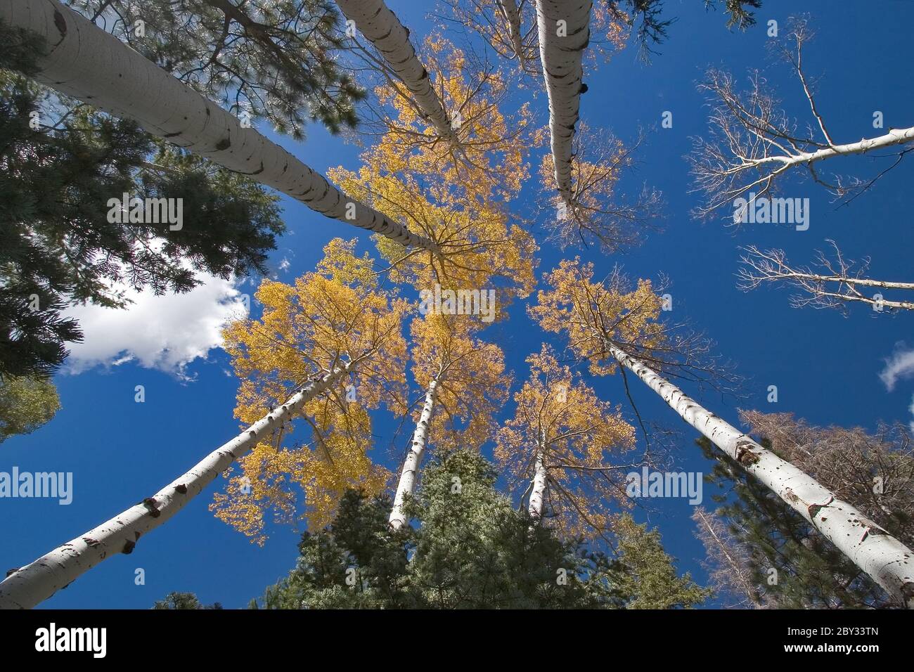 Trees and clouds Stock Photo - Alamy