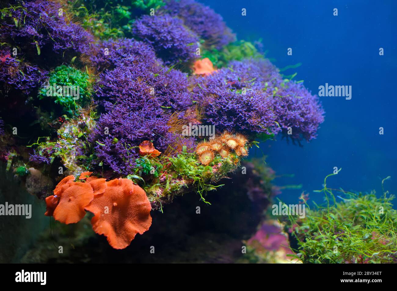 Colorful underwater world Stock Photo
